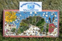 Bridgemont Nursery Well Dressing
